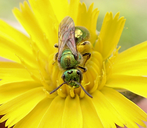 Family Halictidae (Sweat Bees)