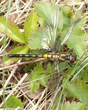 Genus Leucorrhinia (Whitefaces)