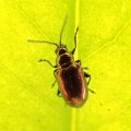 Altica kalmiae