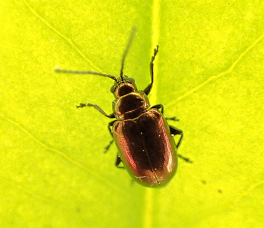 Altica kalmiae