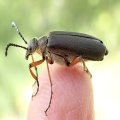 Lytta aenea