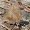 Callophrys augustinus