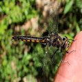 Epitheca