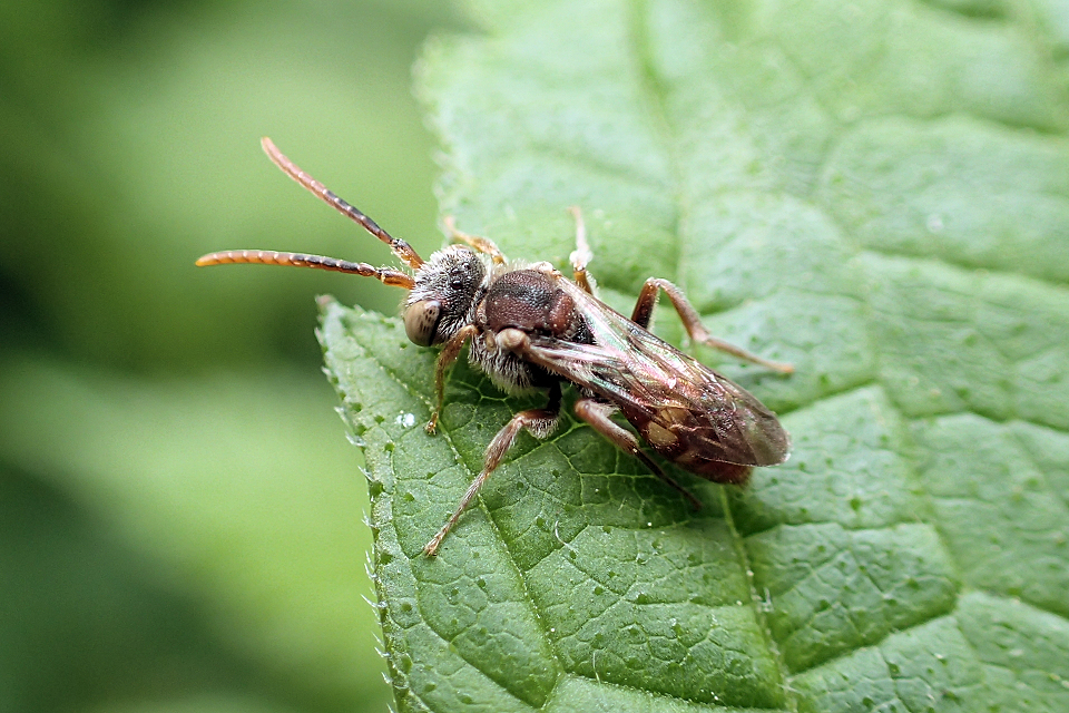 Genus Nomada (Nomad Bees)