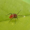 Miridae