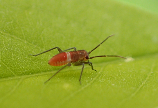 Family Miridae (Plant Bugs)