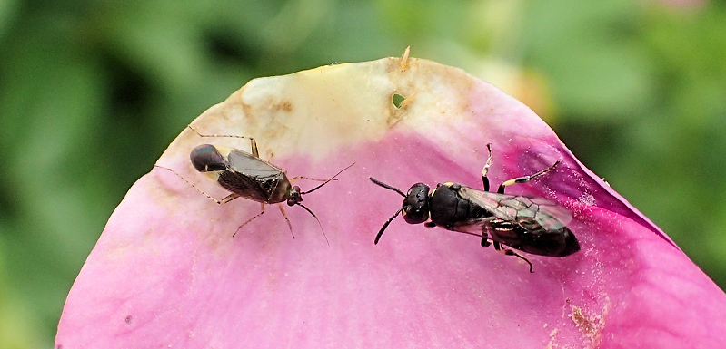 Genus Hylaeus (Masked Bees)