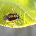 Miridae