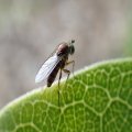 Dolichopodidae