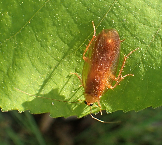 Genus Parcoblatta (North American Wood Cockroaches)