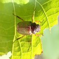 Scarabaeidae