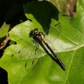 Gomphidae