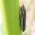 Paraulacizes irrorata
