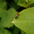 Cleridae