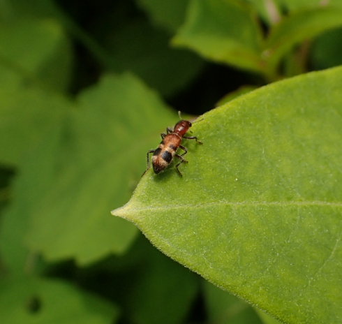 Family Cleridae (Checkered Beetles)