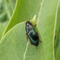 Carabidae