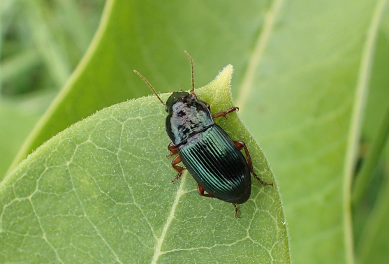 Family Carabidae (Ground Beetles)