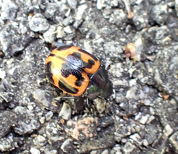 Labidomera clivicollis (Milkweed Leaf Beetle)