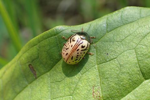 Genus Calligrapha (Calligrapher Beetles)