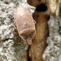 Pentatomidae