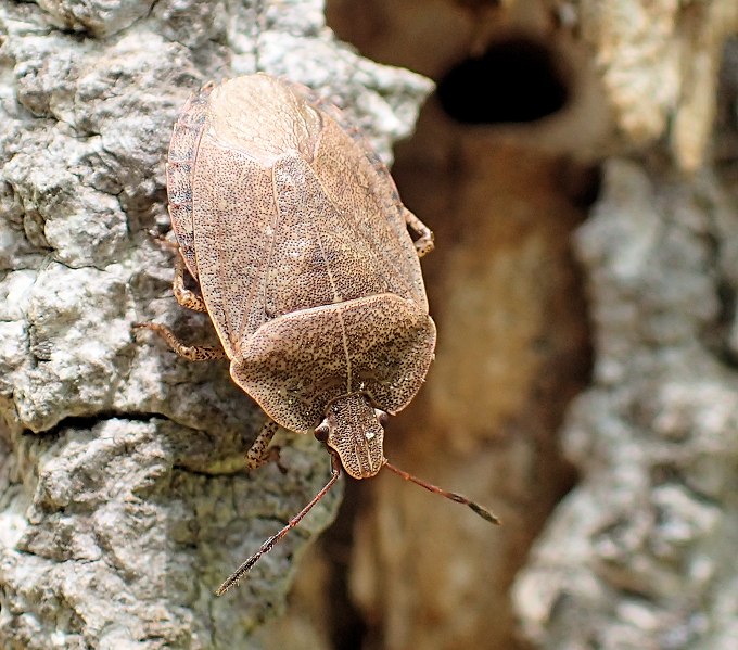 Family Pentatomidae (Stink Bugs)