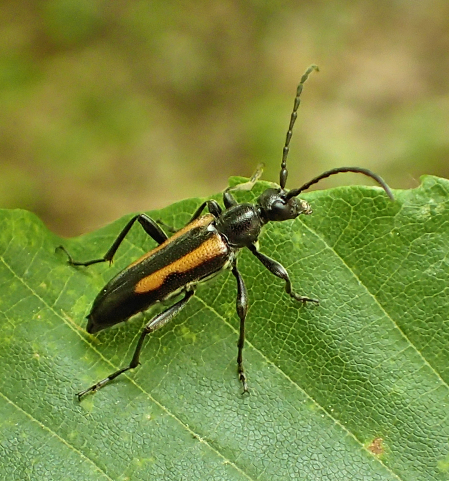 Strangalepta abbreviata (Strangalepta Flower Longhorn)