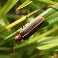 Pyractomena