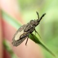 Aradidae
