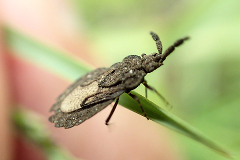 Family Aradidae (Flat Bugs)
