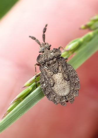Family Aradidae (Flat Bugs)