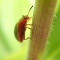 Chrysomelidae
