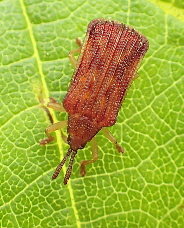 Tribe Chalepini