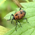 Rhodobaenus quinquepunctatus