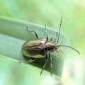 Donaciinae