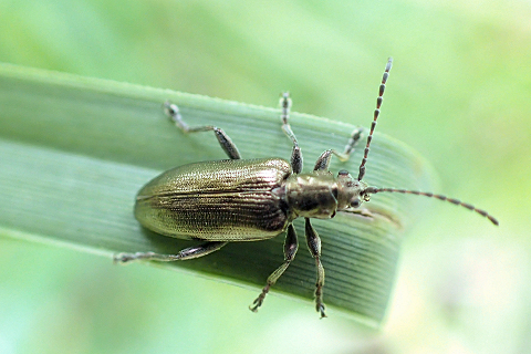 Subfamily Donaciinae (Aquatic Leaf Beetles)