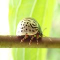 Calligrapha
