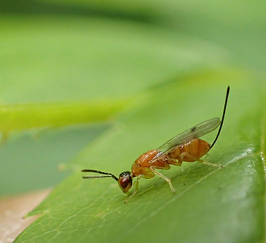 Genus Megastigmus
