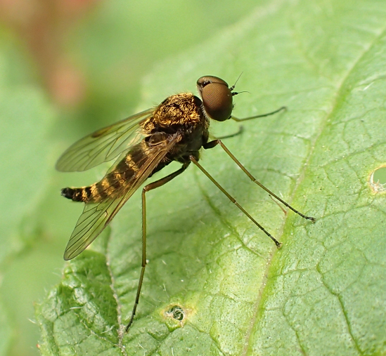 Chrysopilus fasciatus (Banded Snipe Fly)