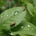 Agrilus