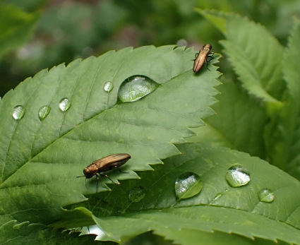 Genus Agrilus