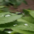 Agrilus