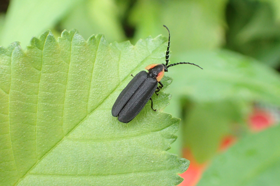 Lucidota atra (Black Firefly)