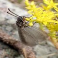 Myrmeleon