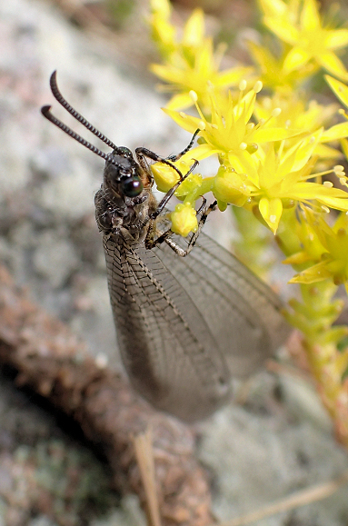 Genus Myrmeleon
