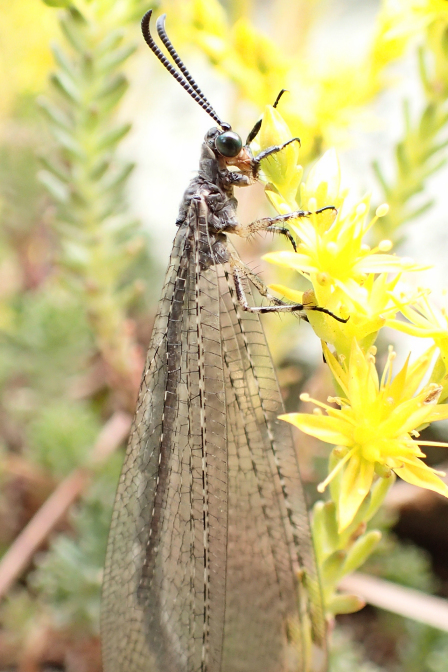 Genus Myrmeleon