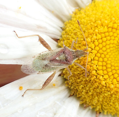 Genus Harmostes