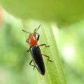 Languria