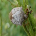 Euschistus