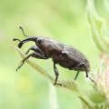 Sphenophorus cariosus