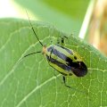 Poecilocapsus lineatus